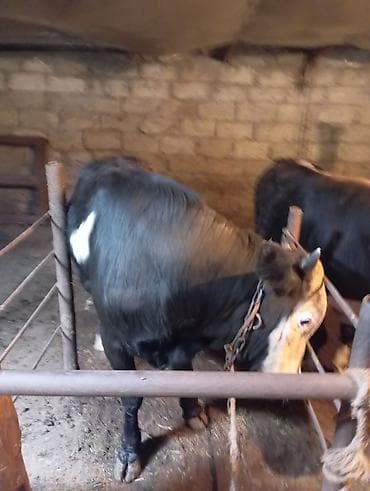 Inəklər, öküzlər: Satılır: Qara rəngli, alnı və burnu ağ olan iri buynuzlu heyvan — 2
