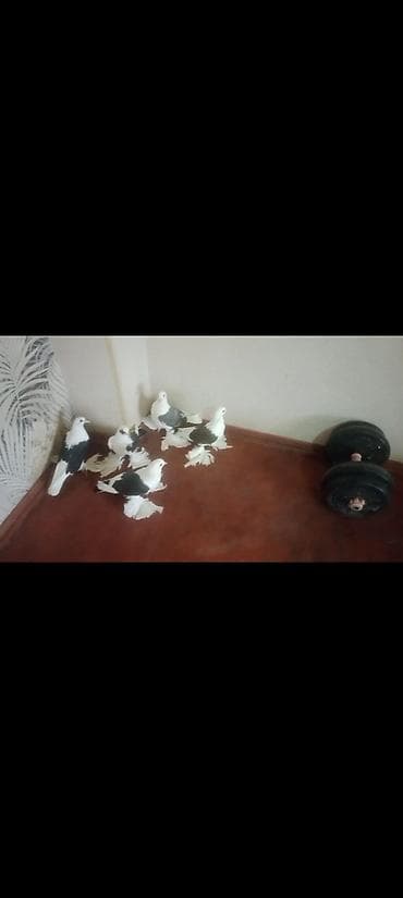 goyercin satişi baki: Qoşa çep uzun lelekliler 5 ededi 2bala 1 maya baladan qizma erkek — 6