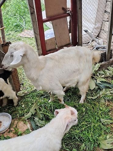 sud veren keci: Məhsul: Ağ rəngli ana keçi satılır. - Cins: Yerli (südlük — 3