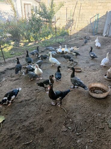 Gəmiricilər: Erkək, | Lal ördək, Ətlik, Ünvandan götürmə, Ödənişli çatdırılma — 2