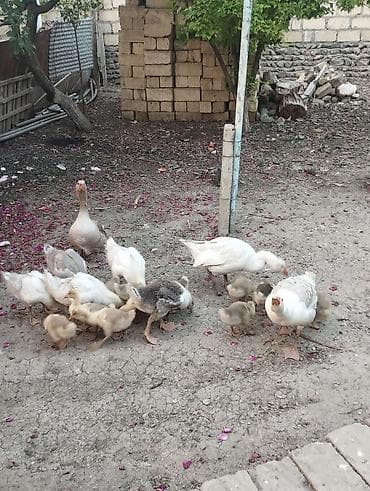 toyuq yolan aparat satilir: Dişi, Damazlıq — 2
