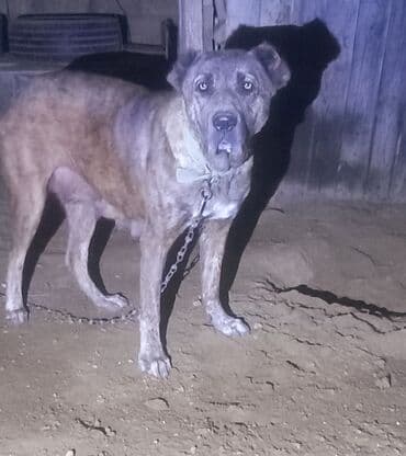 Gəmiricilər: Heyvan goz qabagindadi 2 defe bala verib. kurseye az qalib. bala — 2