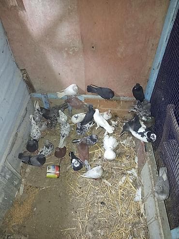 it sekileri: Məhsul: Ev göyərçinləri qrupu tərgitmə quşlar dı xayiş edlir real — 6