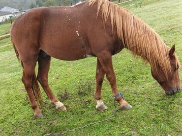 сколько стоит собака бу: Erkək, Qarabag, il: 8 — 3