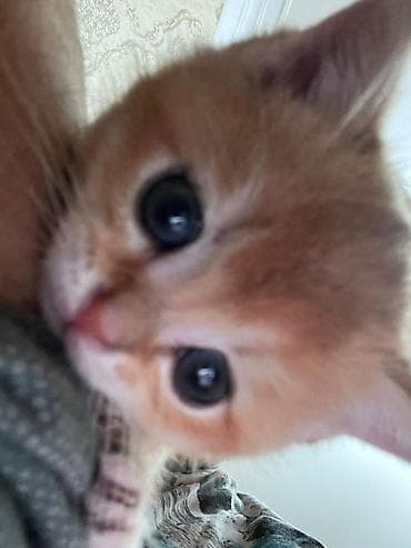 pitbul bala: Sevimli pişik balaları - Cins: Ev pişiyi (şirin, yumşaq tüklü — 6