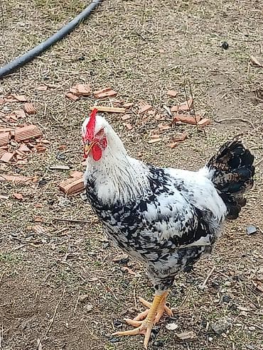 Quş əti: Toyuq, Damazlıq, Ünvandan götürmə — 10