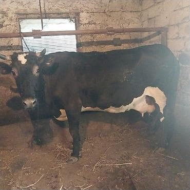 heyvan inek: Tecili satiram.Süd yönümlü mal-qara sürüsü ag iney 26 litr sud — 4