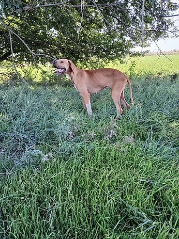 lalafo itler: 2 il, Dişi, Peyvəndli, Ödənişli çatdırılma — 8