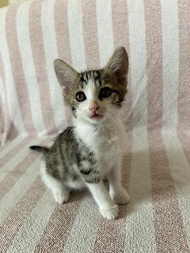akvarium baliq bazari: Sevimli bala pişik – ağ və boz naxışlı, böyük qulaqlı, yaşıl gözlü — 7