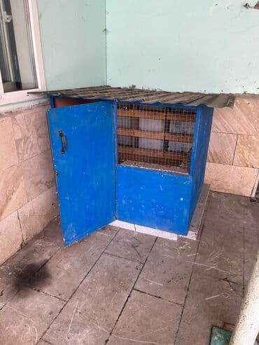 göyercin yuvası: 🕊️ Satılır – 22 ədəd göyərçin 💰 Qiymət: 150Azn 📍 Ünvan: Binəqədi 🕊️ — 3