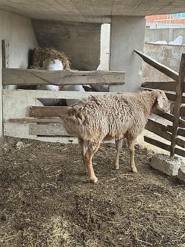 qoyun ucuz: Qoyun – ət və damazlıq üçün - Cins tipi: QISSAR uzunqulaq, - Rəng — 5
