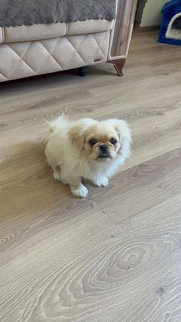 pitbull qiyməti: Pekines, Erkek, Peyvəndli — 2
