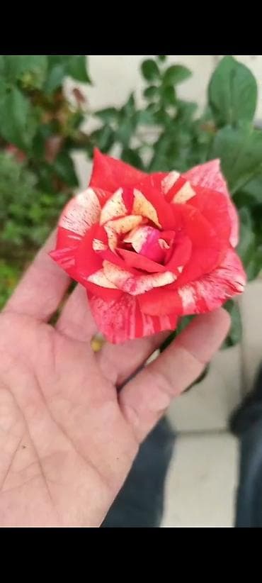 Məhsul: “Filateliya” çay-hibrid gülü (Rosa ‘Philatelia’) Təsvir: -