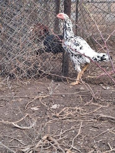 Gəmiricilər: Xoruz, il: 1, Ödənişli çatdırılma — 4