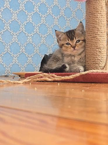 Oyuncaqlı cızma dirəyi – pişiklər üçün - Material: təbii sizal iplə lalafo.az -da Oyuncaqlı cızma dirəyi – pişiklər üçün - Material: təbii sizal iplə