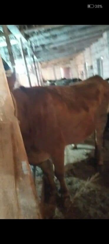 Коровы, быки: Самка, лет: 2, Для мяса — 8