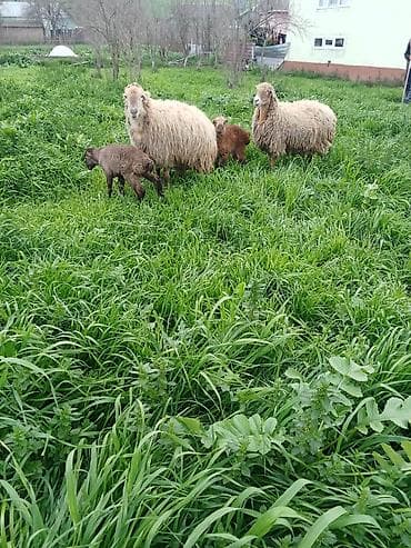 Ciddi fikri olan zengin vursun 1100 delir cütü riyalı alcıyla