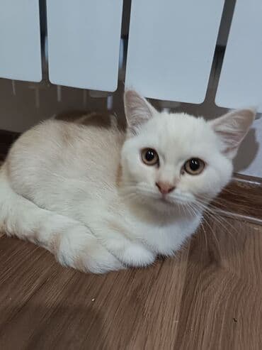 şotlan pişik: Şotland yastı qulaq, Erkək, Dişi, Yaxşı əllərə, Ünvandan götürmə, Pulsuz çatdırılma, Ödənişli çatdırılma — 116