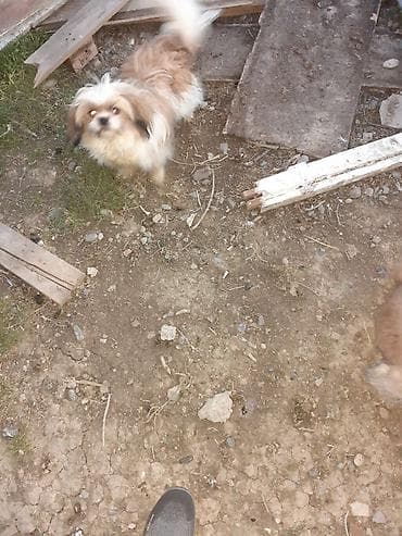pulsuz it sahiblənmək: Pekines, 8 ay, Erkek, Ödənişli çatdırılma — 10