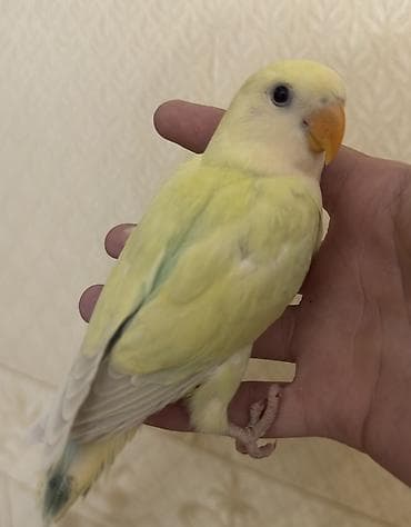 tutuquş: Salam 45 günlük baladı.Tam sağlam və aktiv quşdu — 1