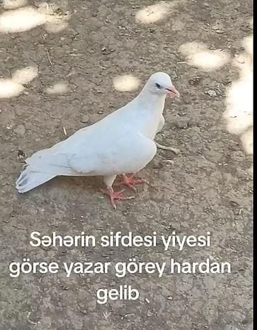 qus: Tutulma mayadı meydini tutmuwam təcili pul lazimdi deyen satılır — 2