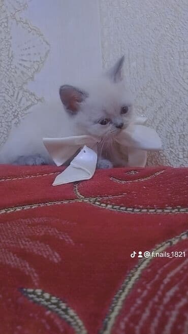 шиншилла котенок купить: Шиншилла, Самец, Самка, В добрые руки — 3