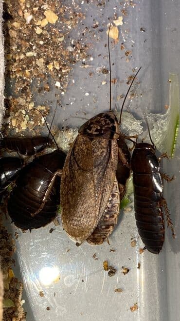 ucuz taxt: Lobster böcəyi canlı yemdir — 2