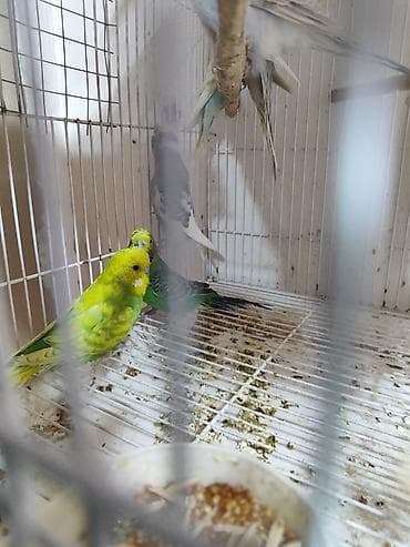 qus satisi: Hazır erkək və dişi quşlar. bəziləri 1-2 dəfə bala verib. 2 erkək 3 — 6