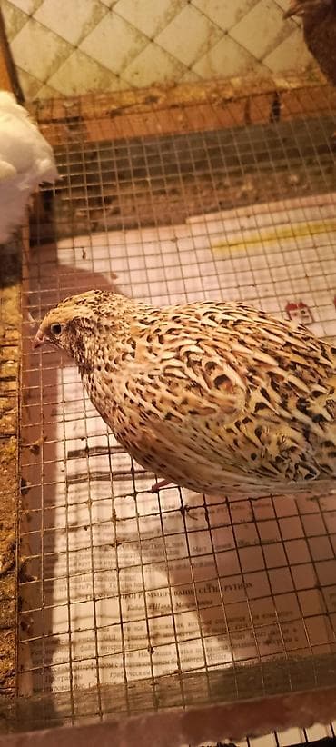 Keçilər, çəpişlər: SALAM TAM SAĞLAM BİLDİRÇİNLƏR SATILIR QİYMƏTİ 2.50 QƏPİKDİR 5 ƏDƏD — 4