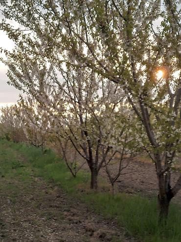 beyleqan ev alqi satqisi: 60 sot, Biznes üçün, Mülkiyyətçi, Bələdiyyə — 7