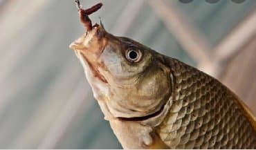 бинокль купить в баку: Ovçuluq və balıqçılıq — 4