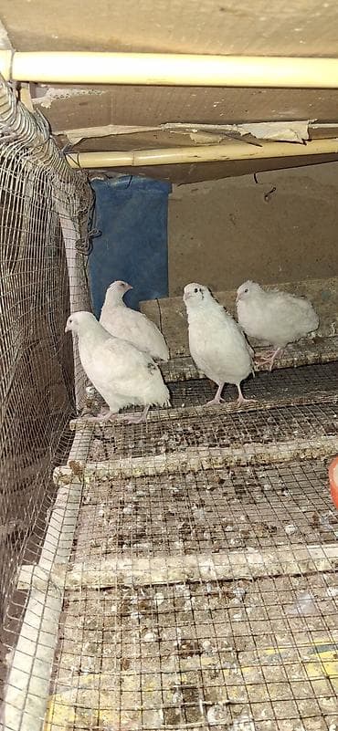 Texas Bildirçinləri biri 3 azn.8fərə 3 xoruz lalafo.az -da Texas Bildirçinləri biri 3 azn.8fərə 3 xoruz