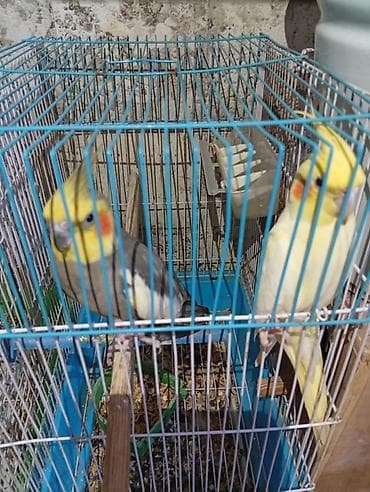 hid qusu: Satılır! 🐦 5 ədəd sağlam Korella quşu (3 dişi, 2 erkək) və əlavə — 2