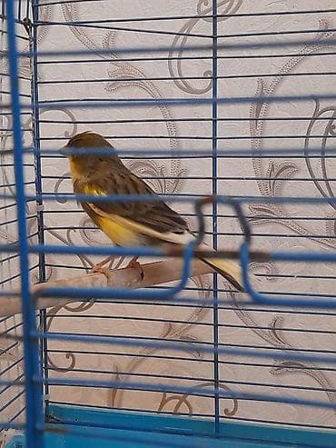 quş yuva: Bulbul tam saqlam erkek 1.5 super oxuyur — 1