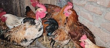 toyuq cüce: Məhsul: Yerli xoruz sürüsü Təsvir: - Şəkillərdə müxtəlif rəng və — 7