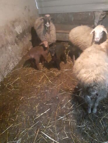 xacmazda satilan inekler: Biri birci qarndı bir 2ci bir 4 qardı quzun bir erkeydi 2si dişdi cidi — 1