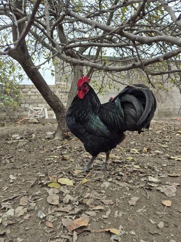 pulsuz pişik balaları: Xoruz, il: 1 — 2