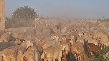 mal bazarı: Qoyun sürüsü – ətlik və damazlıq üçün - Növ: yerli qarışıq — 4