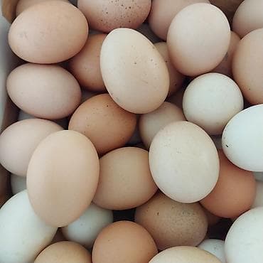 Təbii kənd toyuğu yumurtası - Ölçü: orta və iri ölçülü yumurtalar — 2