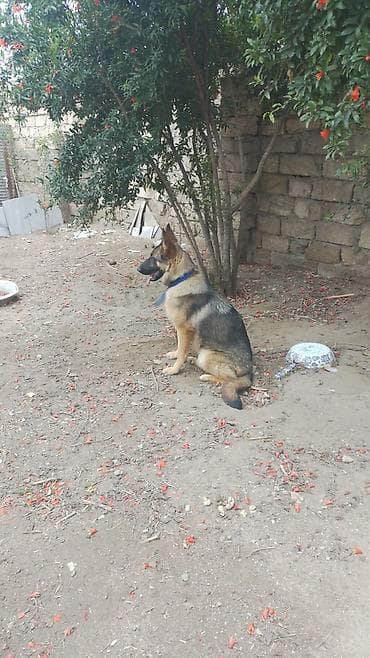 alman afcarkalari: Alman çoban iti, 9 ay, Dişi, Peyvəndli — 2