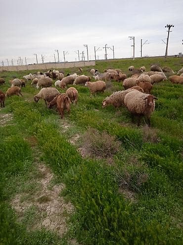 dişi buzov: Dişi, il: 1, Damazlıq, Ünvandan götürmə — 1