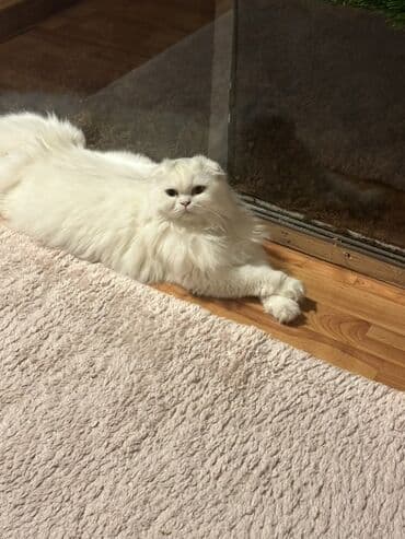 pişiklər bala: Şotland uzun tüklü, Yaxşı əllərə — 4