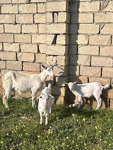 ana bala keci: Ağ rəngli keçi ailəsi – ana keçi və iki bala - Cins: süd və ət — 3