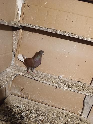 goyercinler: Qusdar göz qabaqinda sağlam qusdaridi cütü 25 manat tek tek qiymət — 5