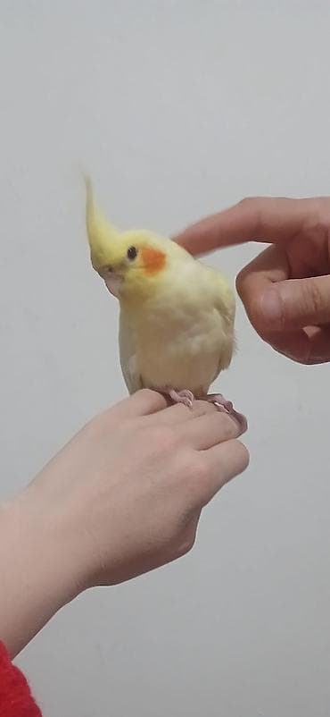 pisik sekilleri profil ucun: El quwu rucnoy Karella sultan papuqayi satiram əl quşudu, rucnoydu — 3