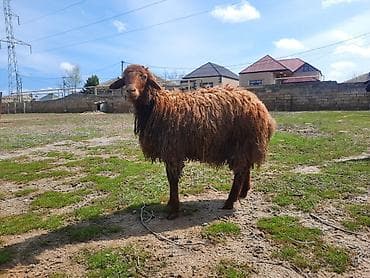 Erkək quzu satılır.Sağlam quzudur.Öz heyvanımın balasıdır