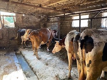 inek: Tövlə ləğv edilir deyə obşi satılır tək təkdə komda satılır — 9