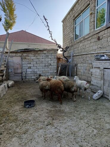 nişan şəkilləri: Erkək, il: 7, 29 kq, Ətlik — 5