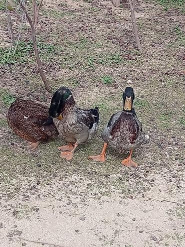 Pişiklər: Erkək, Ətlik — 6