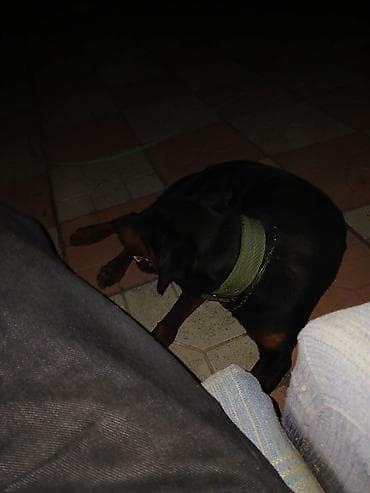 İtlər: Doberman, 1 il, Erkek, Peyvəndli, Ödənişli çatdırılma — 5